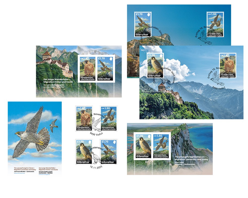 Young Peregrine Falcons - Now and Then