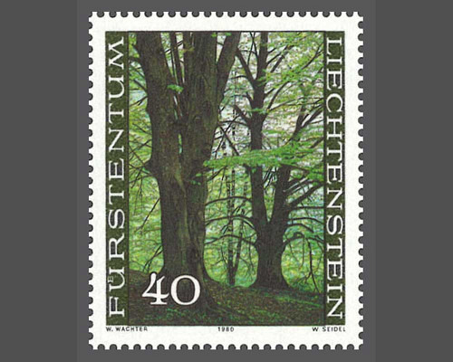 The forest in the four seasons