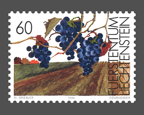 The vine in the seasons