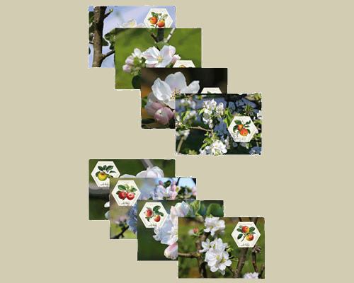 Alte Obstsorten: Äpfel