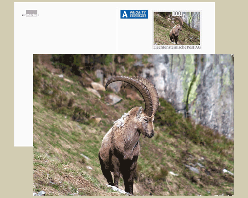 Bildpostkarte: Lebensraum Alpen