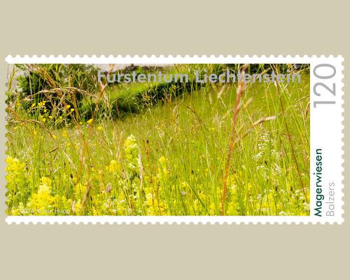 Panorama - Natural Meadows