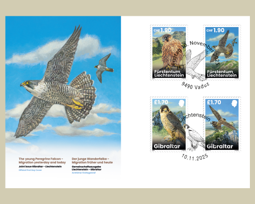 Young Peregrine Falcons