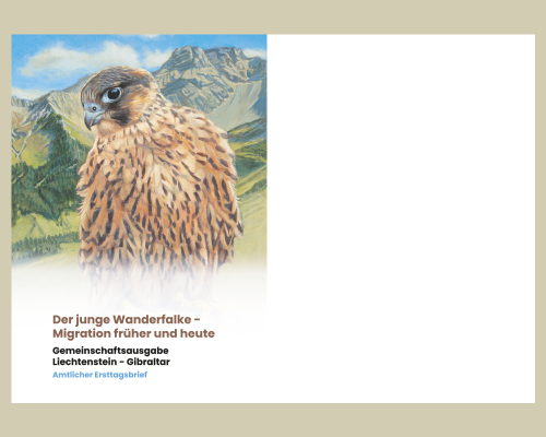 Young Peregrine Falcons