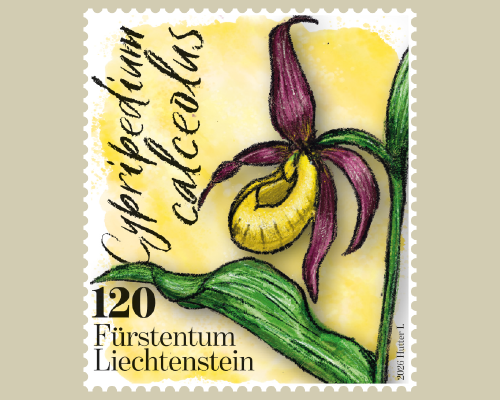 Orchidées