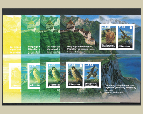 Young Peregrine Falcons