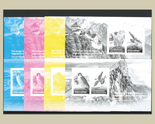 Young Peregrine Falcons