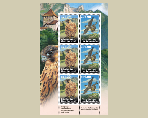 Young Peregrine Falcons