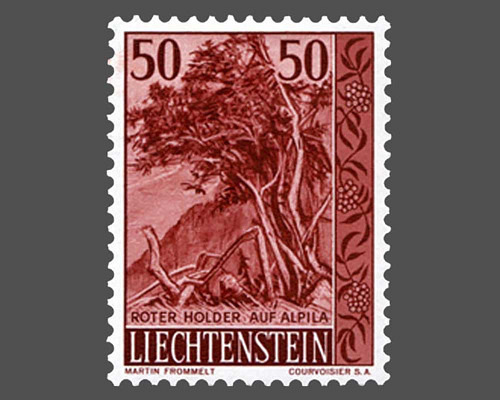 Heimische Bäume und Sträucher - III