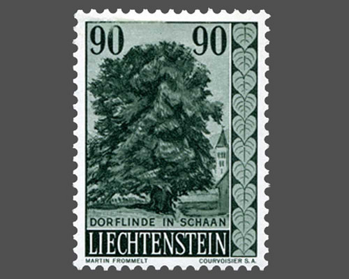 Heimische Bäume und Sträucher - III