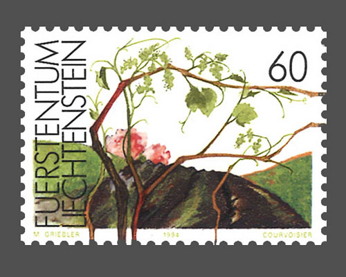 The vine in the seasons