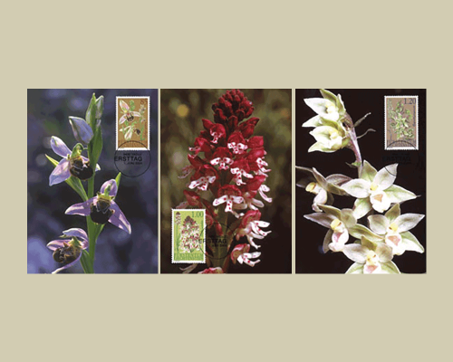 Orchidées - II
