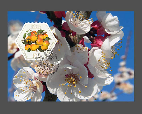 Alte Obstsorten: Steinobst