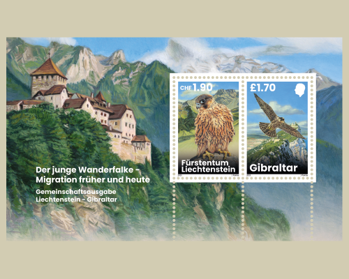 Young Peregrine Falcons