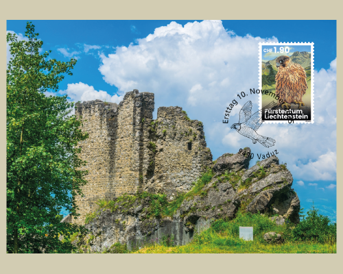 Young Peregrine Falcons